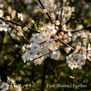 First Bloom — Further