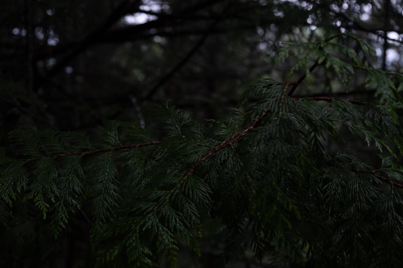 Coastal forest, Salt Spring Island